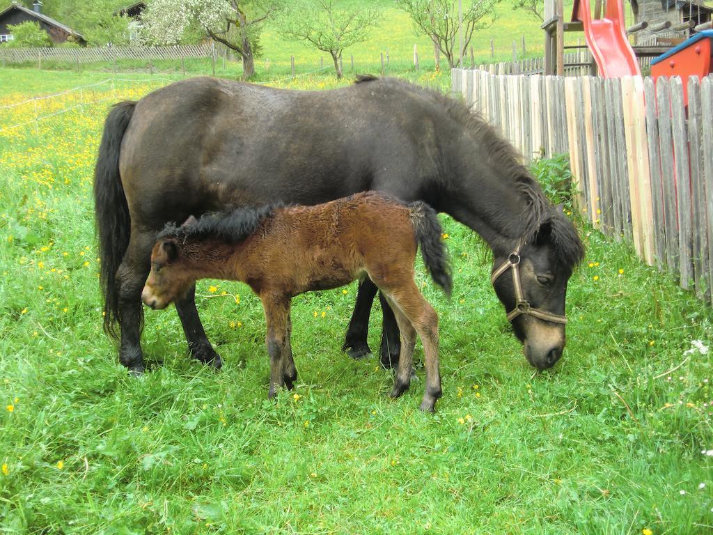 Feriendorf Ponyhof Fusch an der Grossglocknerstrasse 외부 사진